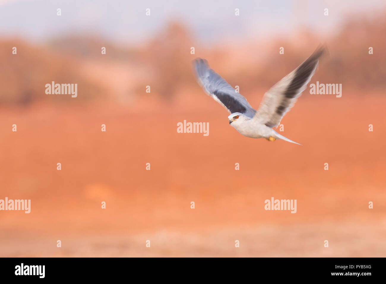 Black-winged Kite (Elanus caeruleus) en vol. Aussi appelé le black-shouldered kite, cet oiseau-de-Proie se trouve en Afrique subsaharienne et un tropical Banque D'Images