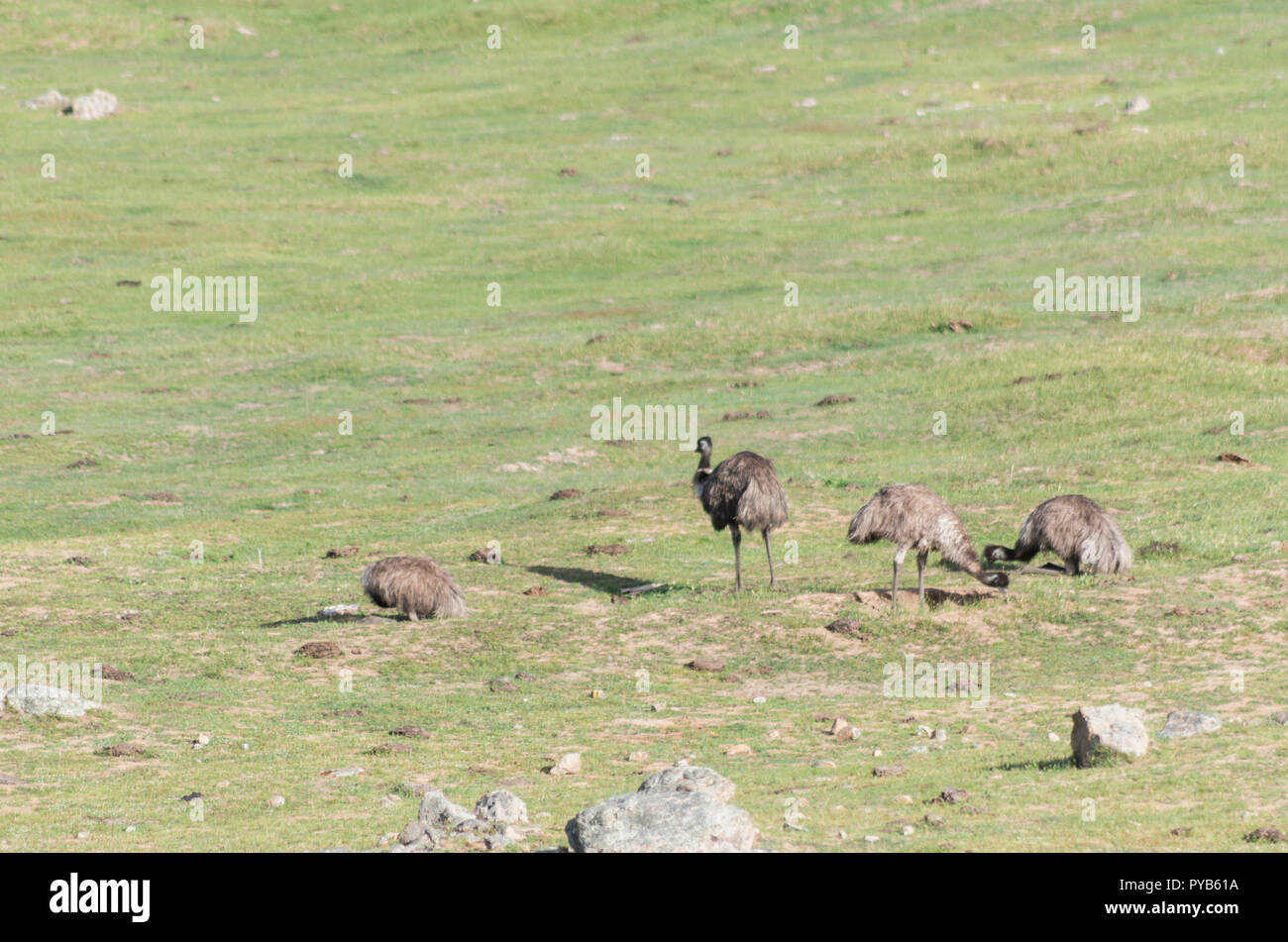 Les émeus la marche et se nourrir dans un champ dans la région de montagne enneigée Banque D'Images