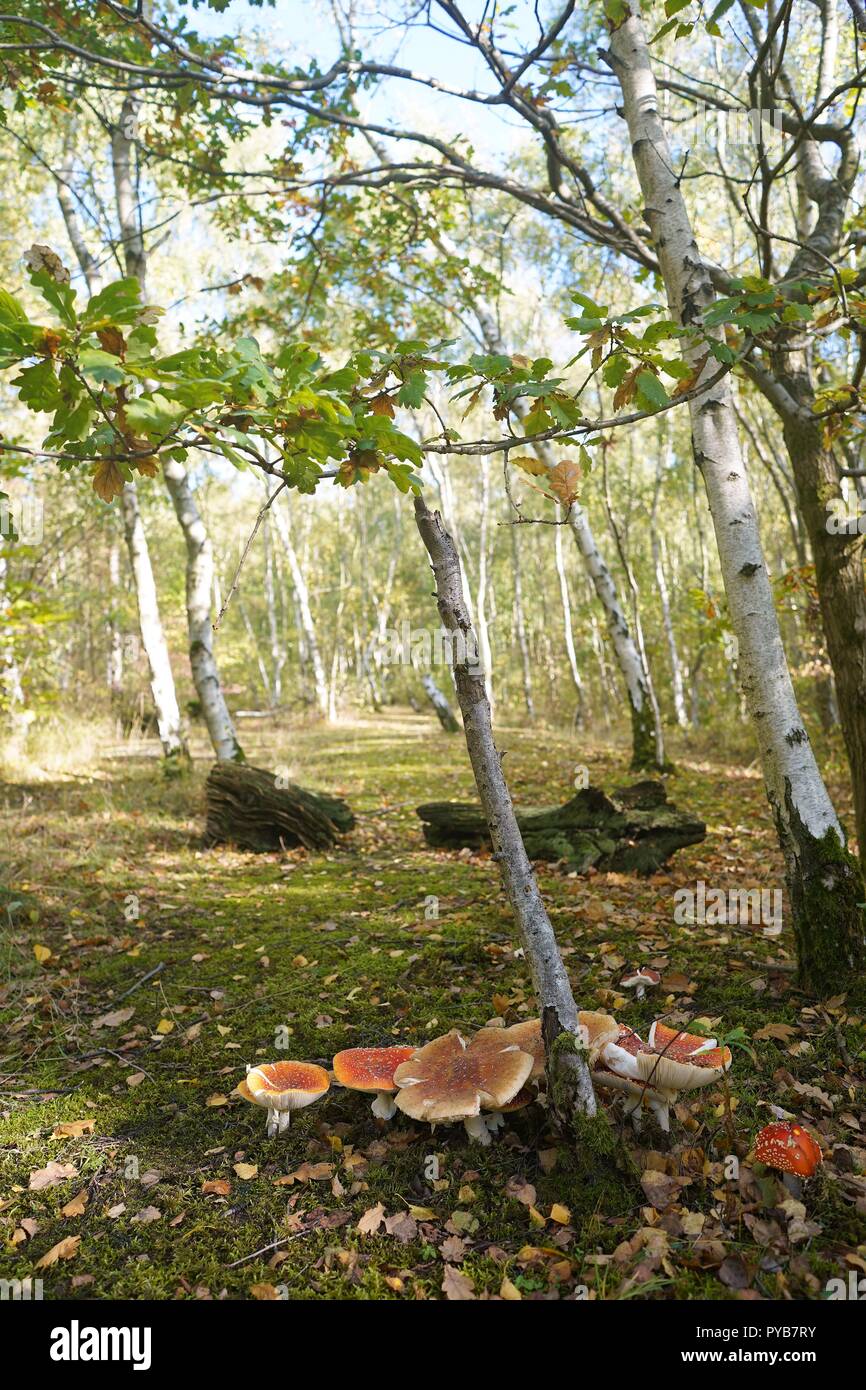 Le rouge et le blanc de champignons qui poussent sous les arbres en automne, Angleterre Banque D'Images