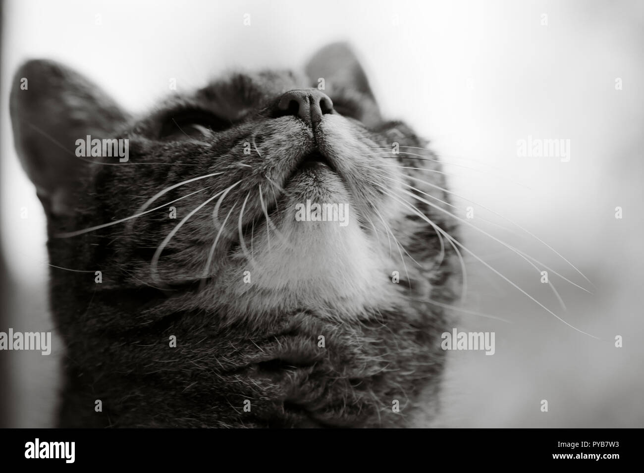 Image en noir et blanc de la face d'un chat de dessous c'est chin Banque D'Images