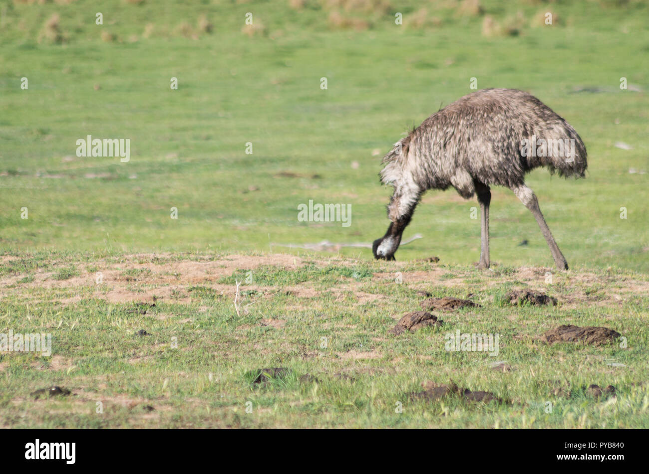 Les émeus la marche et se nourrir dans un champ dans la région de montagne enneigée Banque D'Images