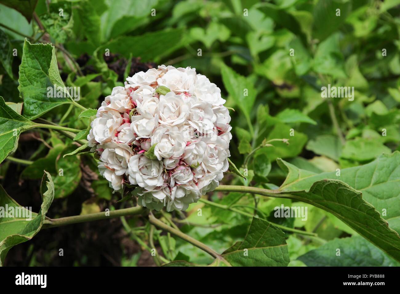 Fleur blanche magnifique boule de fleurs en fleurs sur arbre avec copie  espace pour ajouter du texte Photo Stock - Alamy
