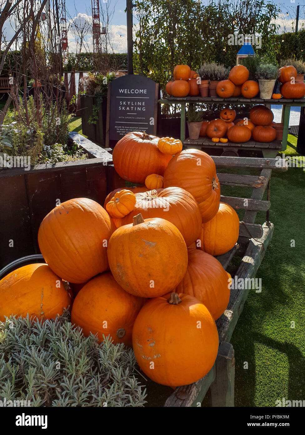 London, UK 26 Oct 2018 - affichage de citrouille dans un jardin sur les toits de Londres pour l'Halloween. Credit : Dinendra Haria/Alamy Live News Banque D'Images