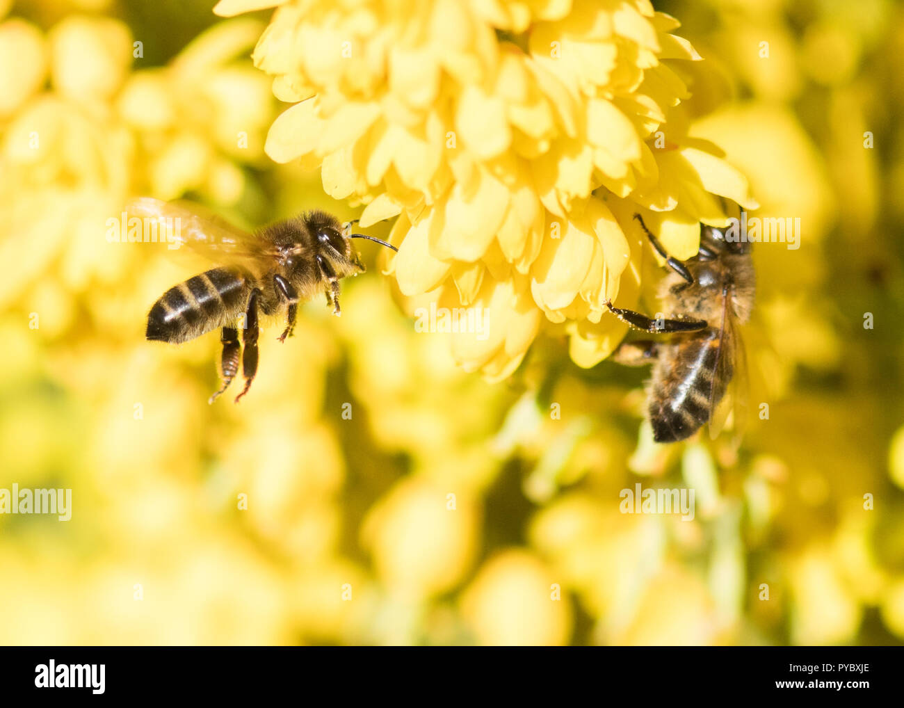 Stirlingshire, Scotland, UK - 27 octobre 2018 : France - malgré un début de la journée, les abeilles ont bientôt boire le nectar des fleurs de mahonia à l'automne soleil dans Stirlingshire Crédit : Kay Roxby/Alamy Live News Banque D'Images