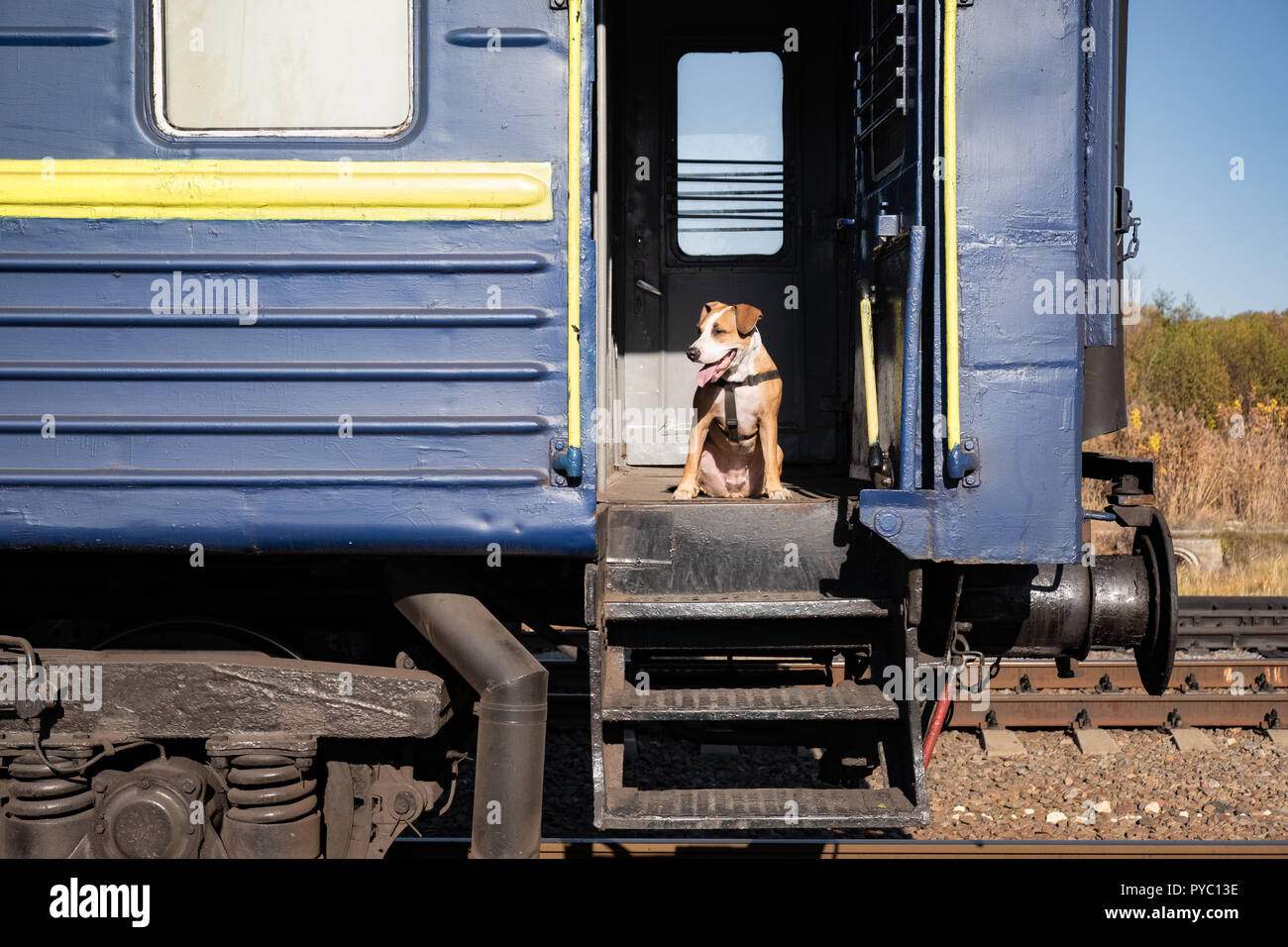 Chien se trouve dans un ancien wagon de train en détresse à l'entrée de la façon suivante. Le Staffordshire terrier puppy dans une économie russe vintage classe panier Banque D'Images