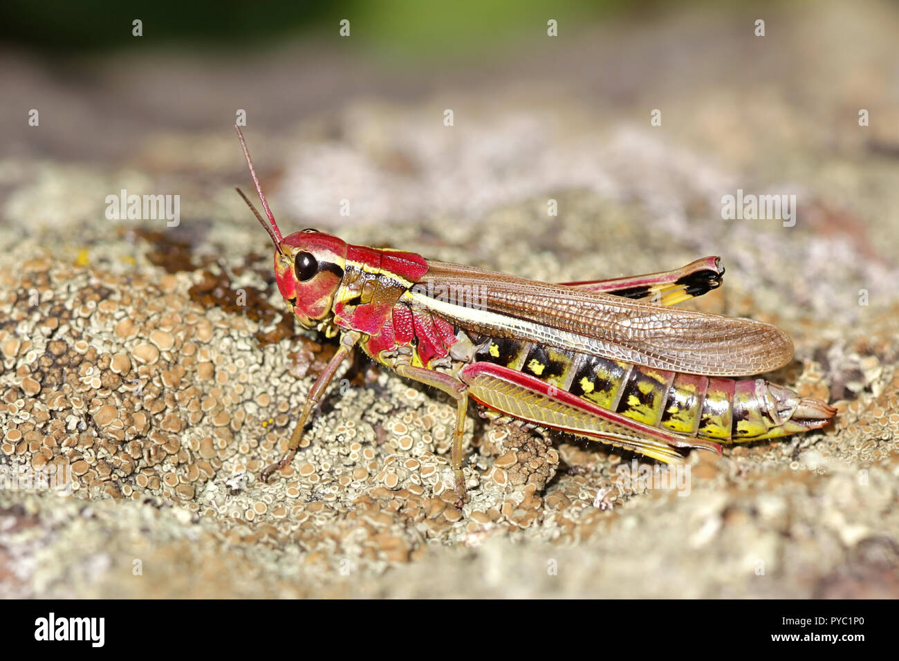 Le criquet, Stethophyma grossum Banque D'Images