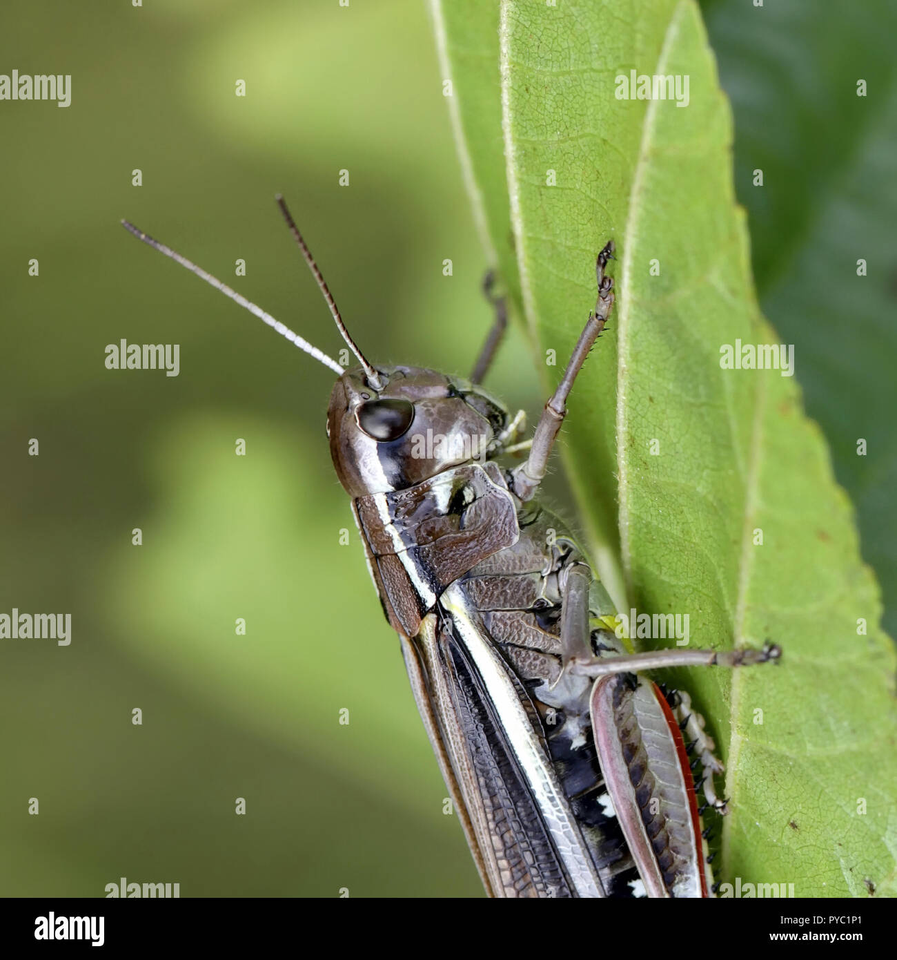 Le criquet, Stethophyma grossum Banque D'Images