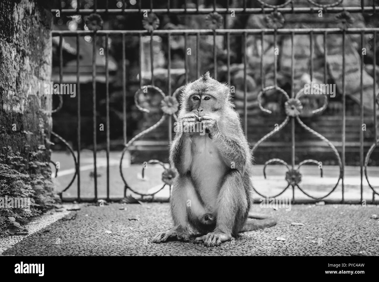 Adorable macaque à longue queue sur l'île de Bali en Indonésie Banque D'Images