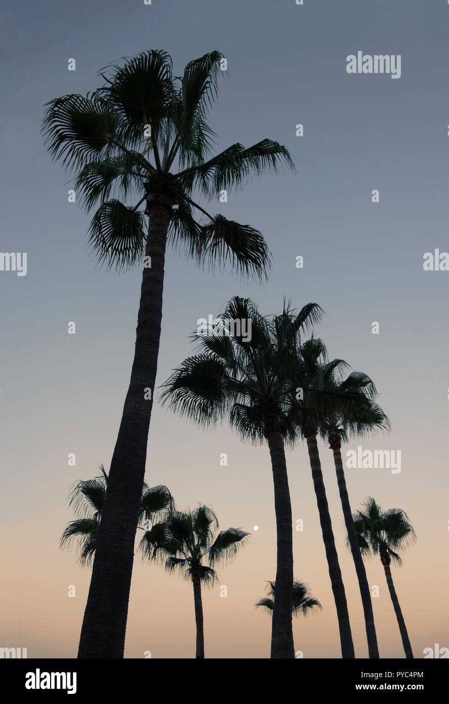 Palmiers en silhouette convergeant au lever du soleil. Banque D'Images