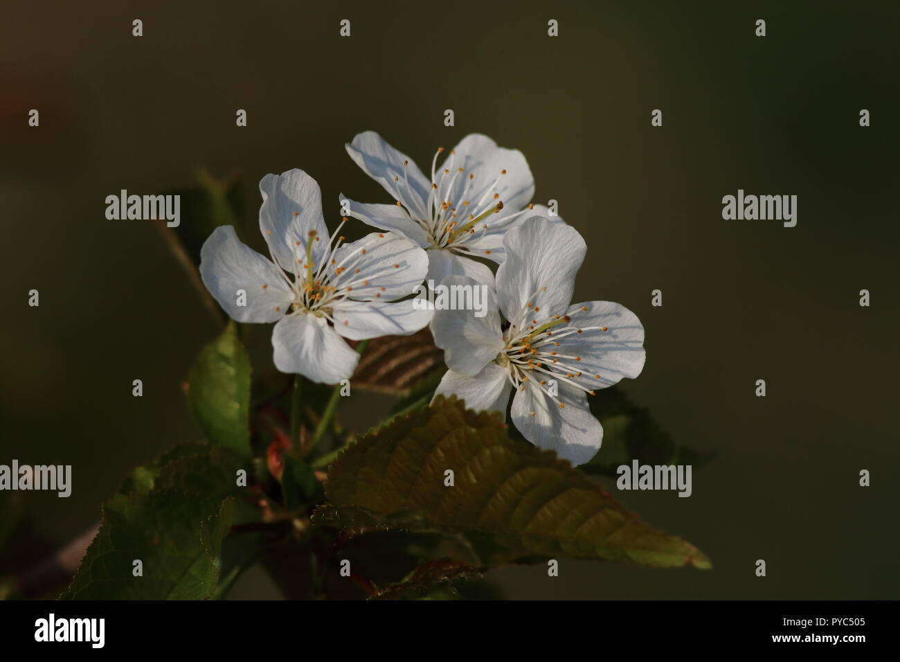 Fleur à 5 pétales blanches Banque de photographies et d'images à haute  résolution - Alamy