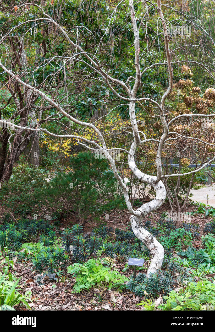 ASHEVILLE, NC, USA-10/25/18 : un bouleau blanc européen dans le NC Arboretum. Banque D'Images