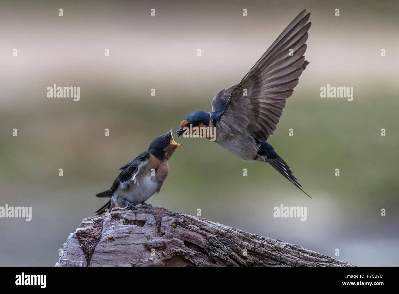 Bienvenue avaler avec les extensions relevées dans l'alimentation de vol parc national narawntapu chiches Tasmanie Australie Banque D'Images
