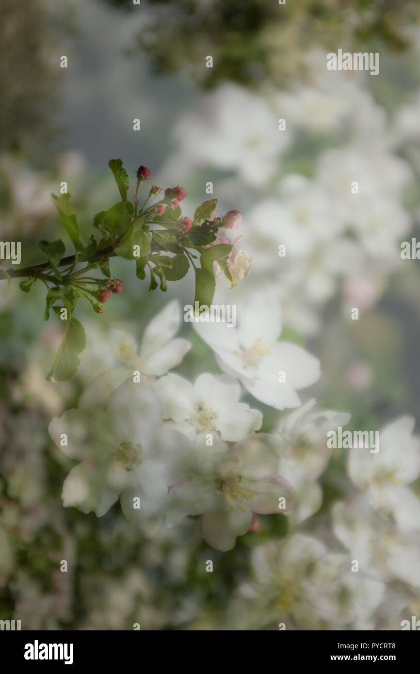 Double exposition de close up of white apple blossoms Banque D'Images
