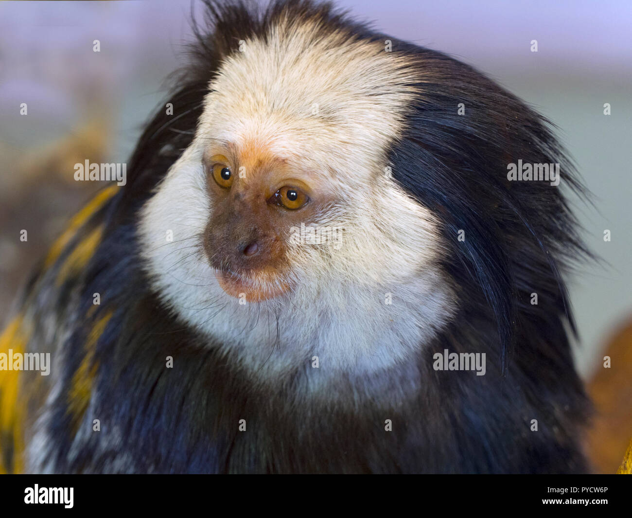 Ouistiti à tête de Geoffroy ou Callithrix geoffroyi ouistiti Banque D'Images