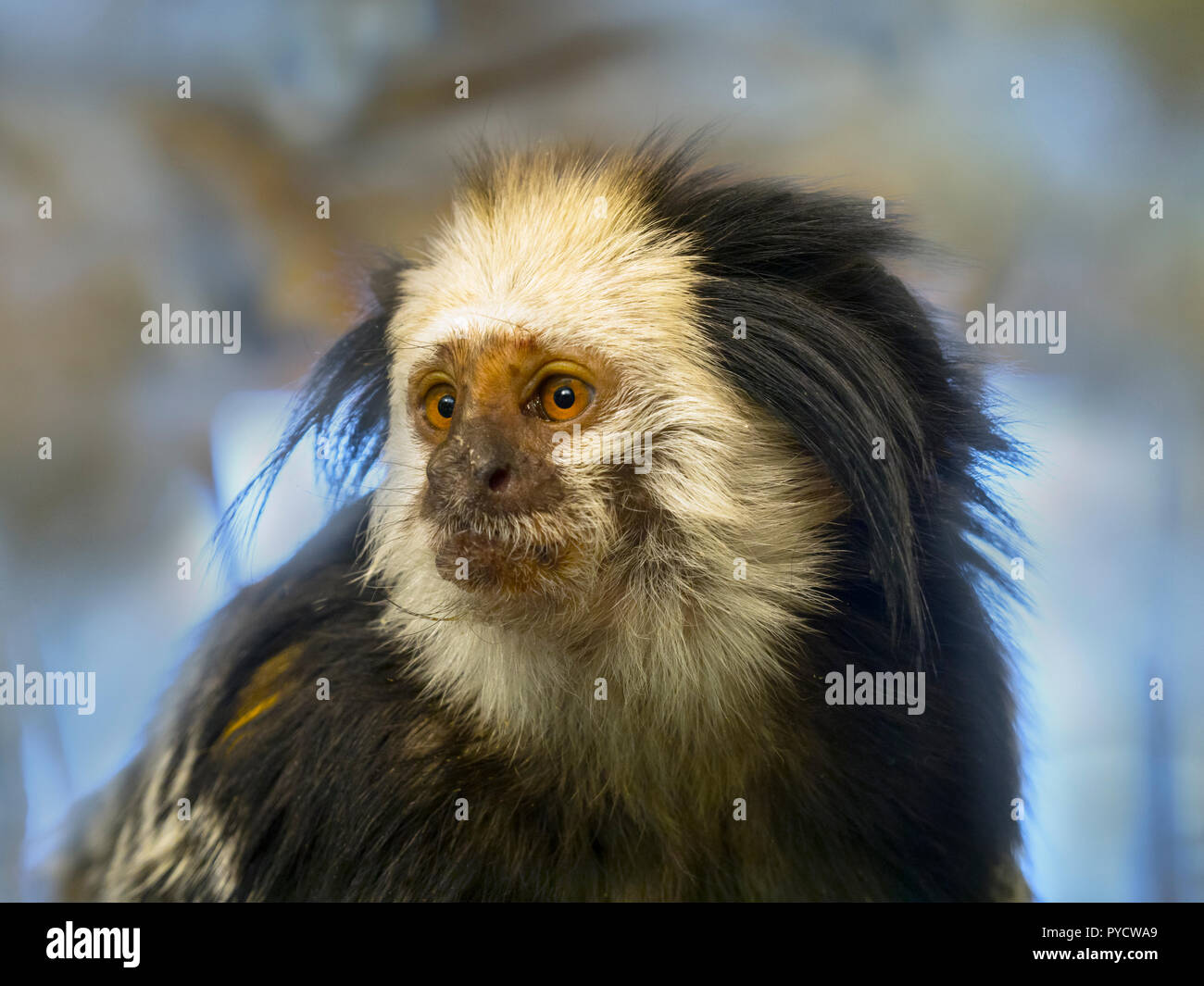 Ouistiti à tête de Geoffroy ou Callithrix geoffroyi ouistiti Banque D'Images