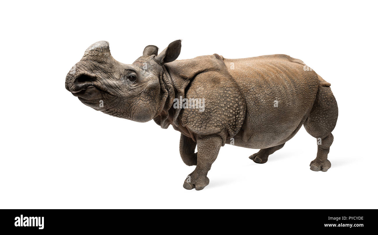 Rhinocéros à une corne, indien Banque D'Images