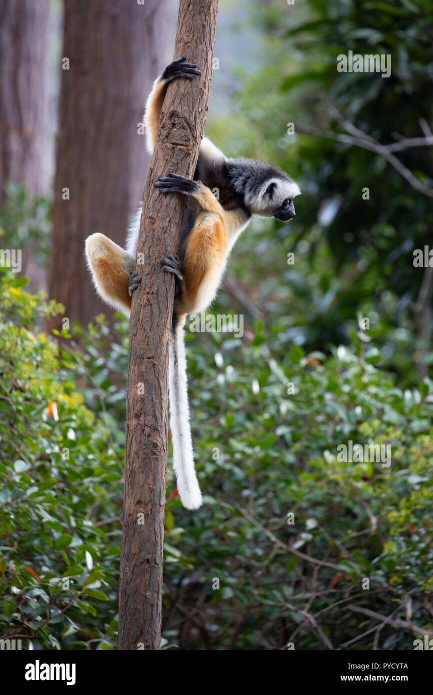 Diadem, Sifaka Propithecus diadema, Vakona Forest Reserve, Andasibe/Perinet, Madagascar Banque D'Images