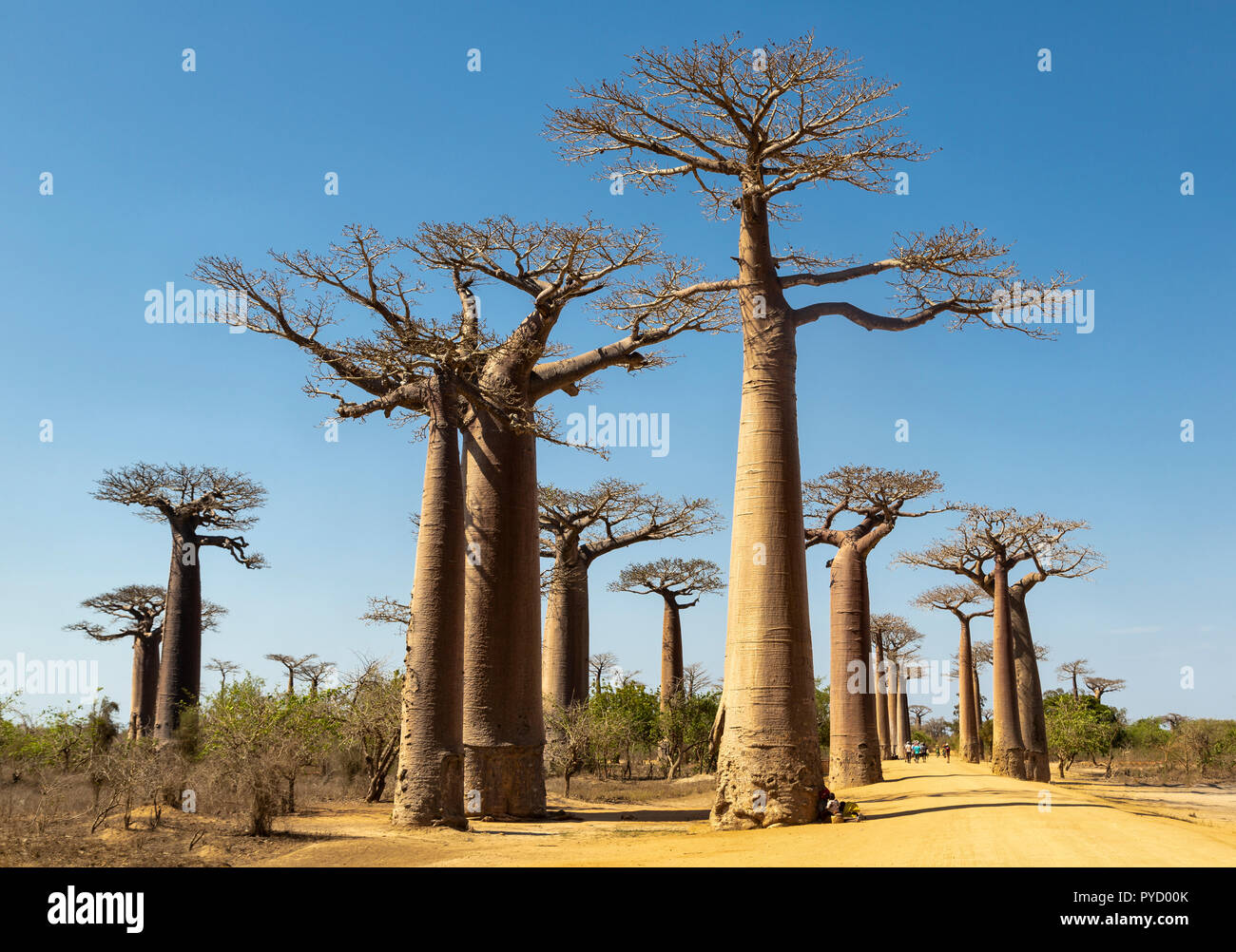 Madagascar. Baobab de Grandidier, Adansonia grandidieri, Allée des Baobabs, Morondava, Madagascar Banque D'Images