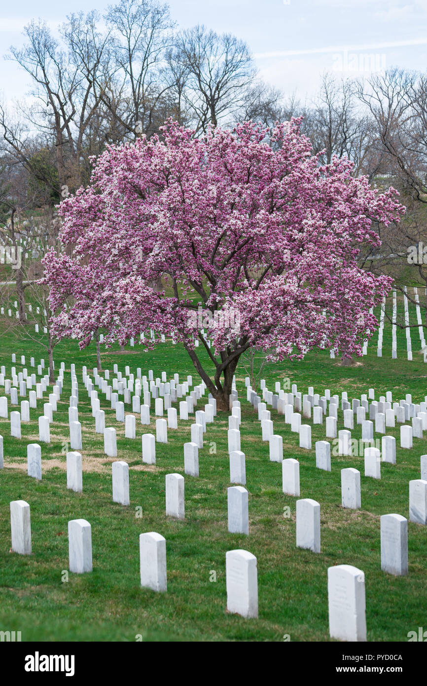 Le Cimetière National d'Arlington avec de belles pierres tombales et des cerisiers en fleur, Washington DC, USA Banque D'Images