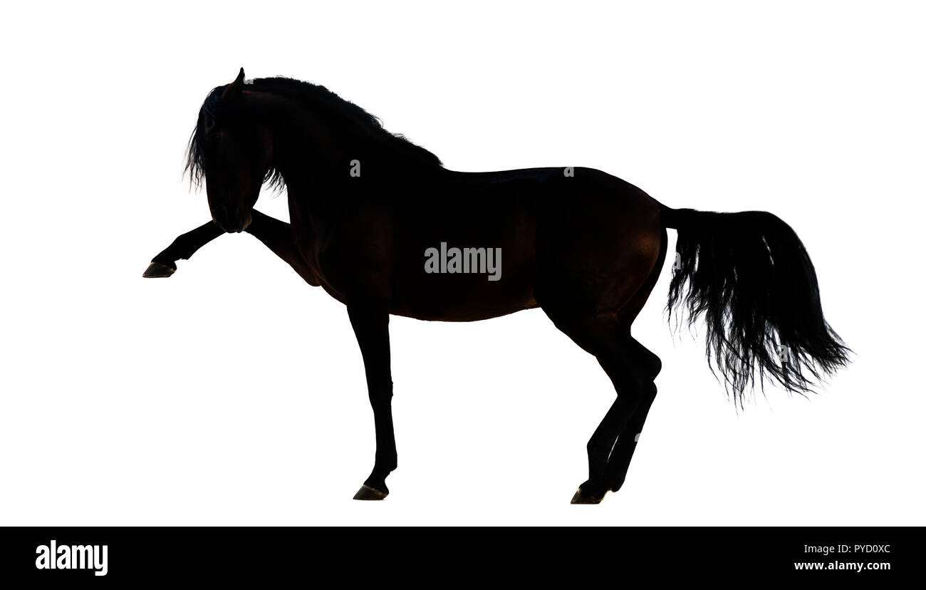 Silhouette d'un cheval andalou espagnol effectuant à pied Banque D'Images