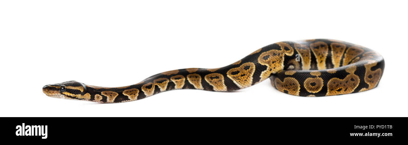 Ball Python Banque D'Images