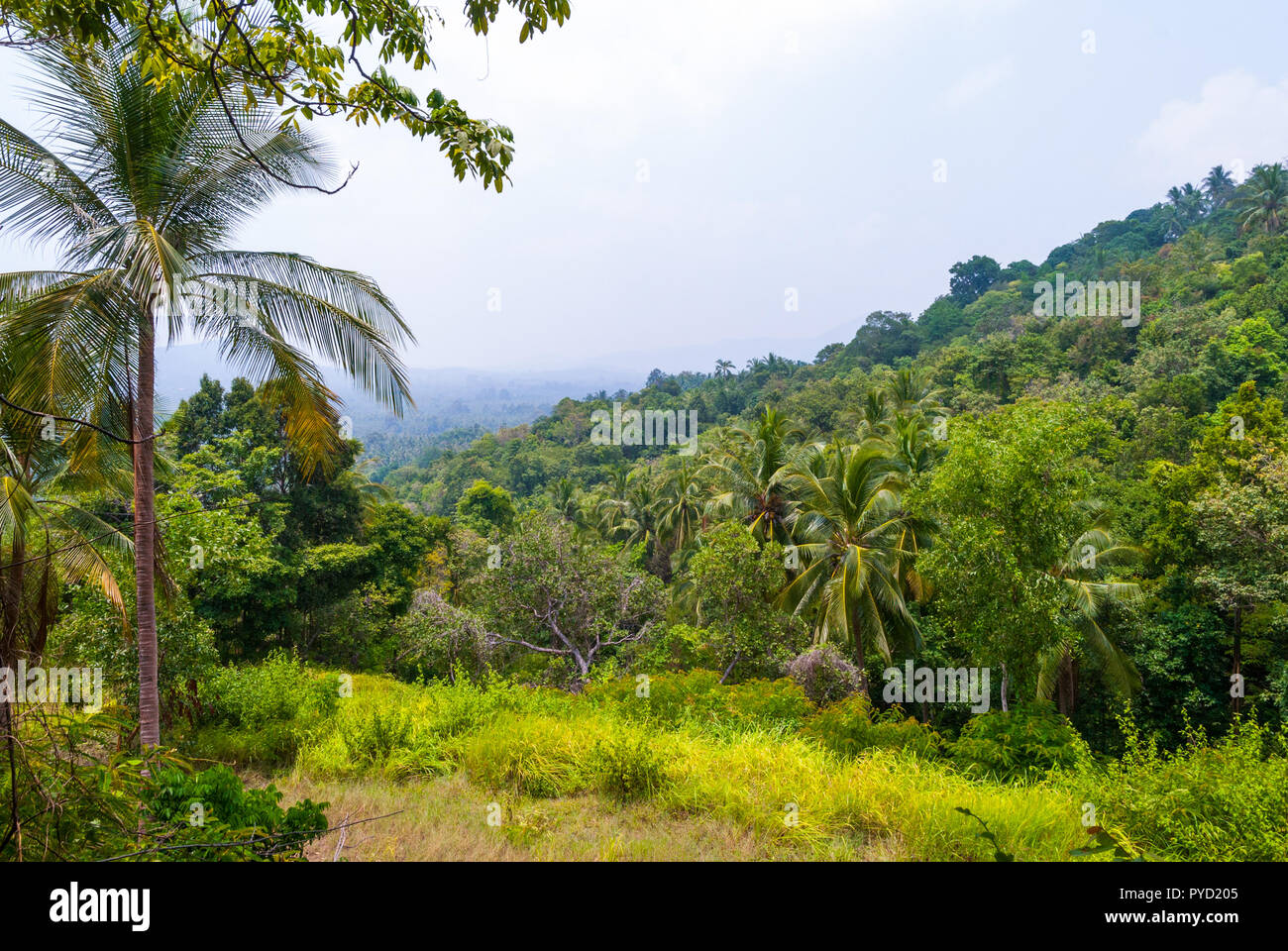 Vue sur le paysage de la jungle verte à l'île de Koh Pha Ngan, Thailand Banque D'Images