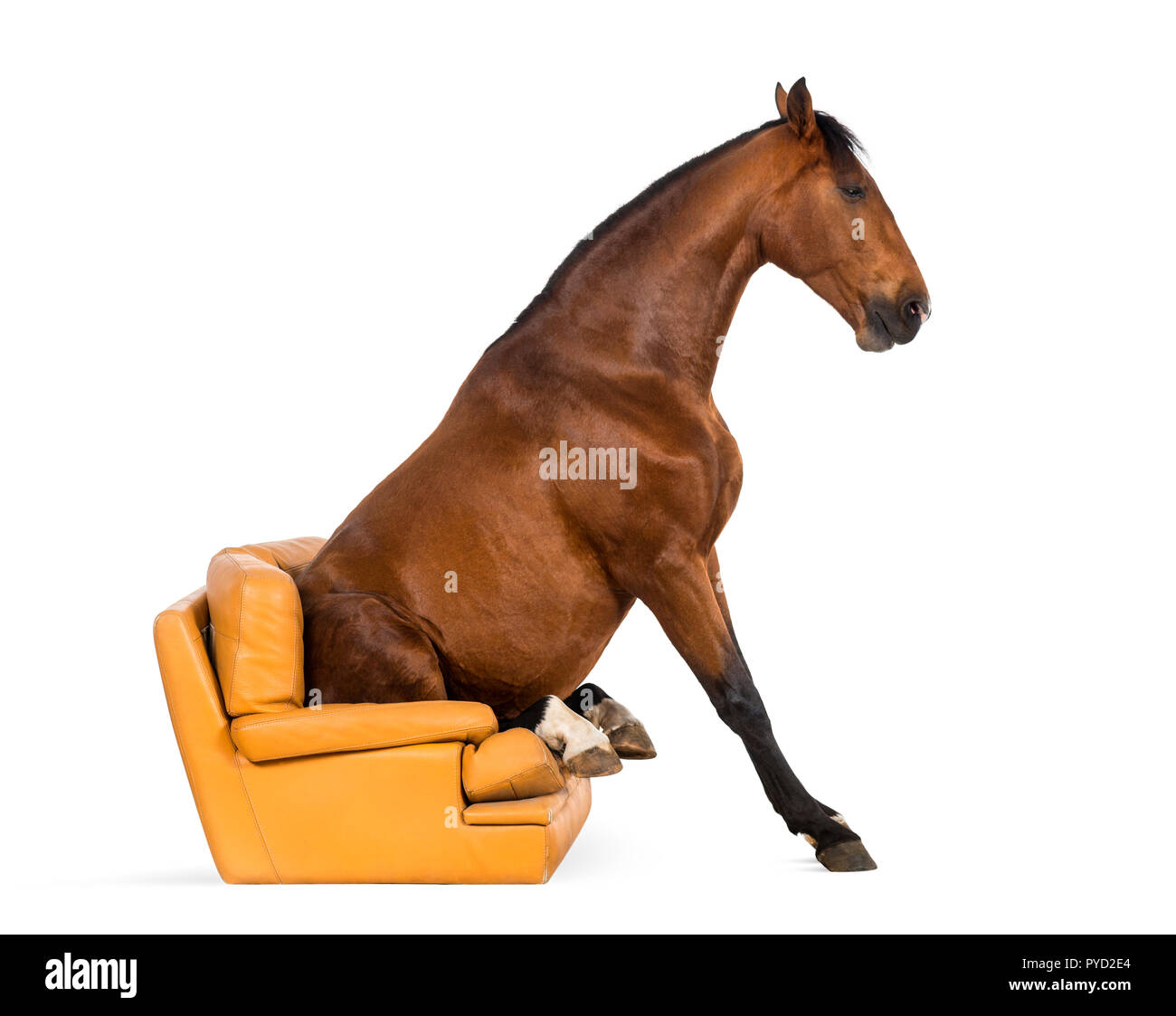 Cheval andalou assis sur un fauteuil Banque D'Images