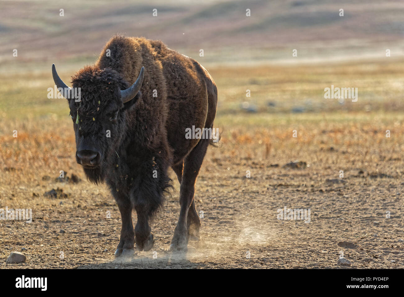 Buffalo dans le Custer Park, Black Hills, Dakota du Sud Banque D'Images