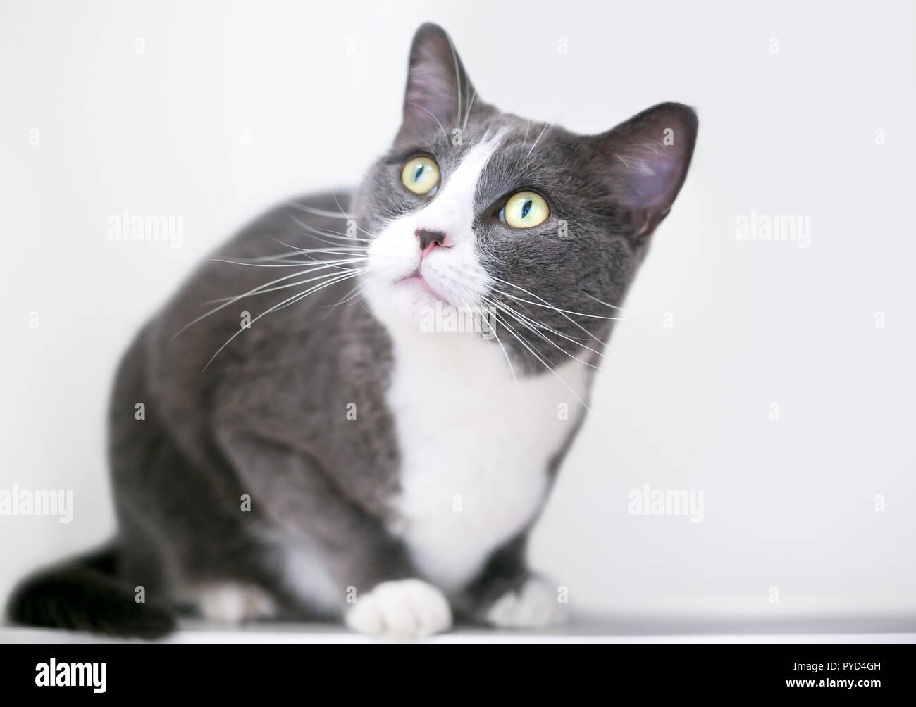 Un intérieur gris et blanc shorthair cat crouching Banque D'Images