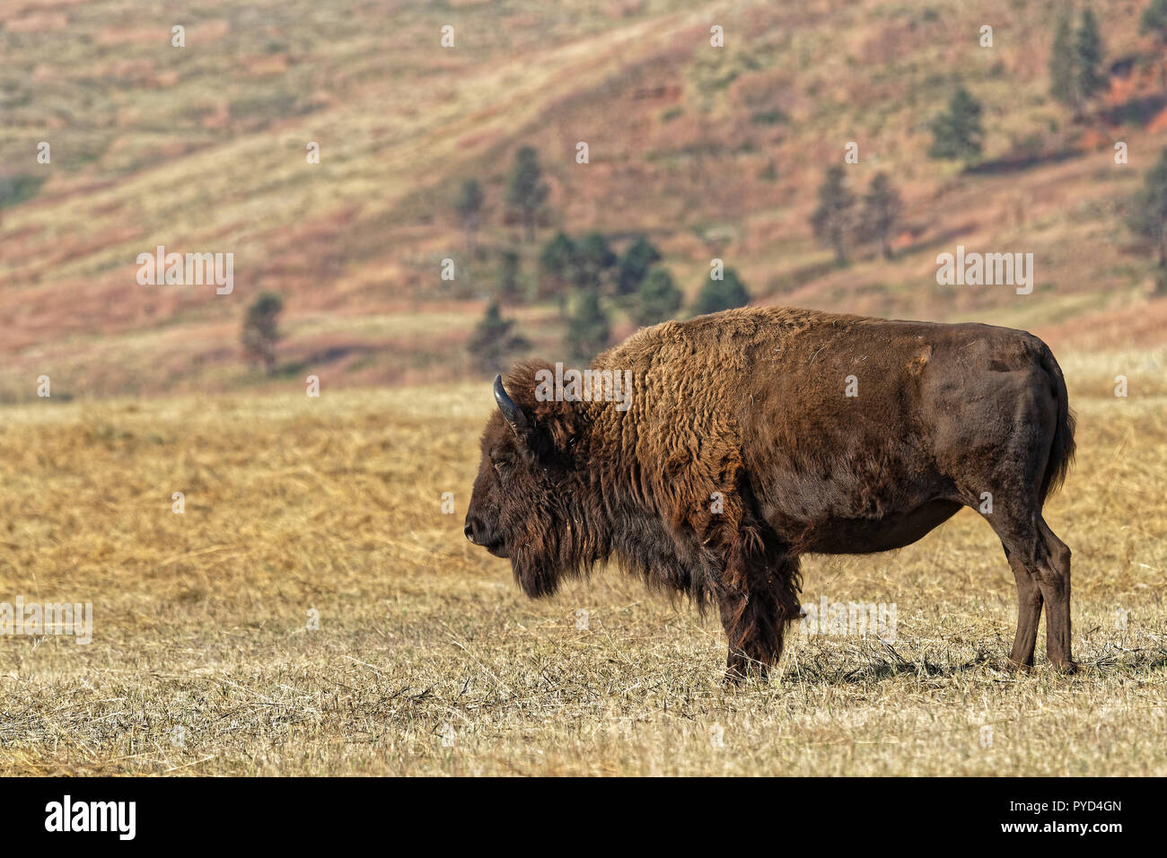 Buffalo dans le Custer Park, Black Hills, Dakota du Sud Banque D'Images