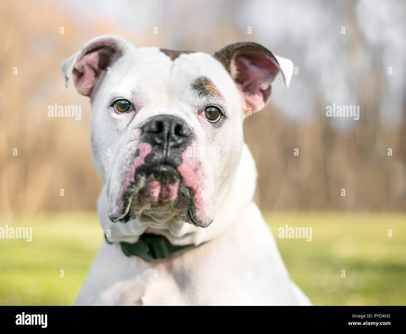 Un Bouledogue dog avec une expression d'ennui sur son visage Banque D'Images