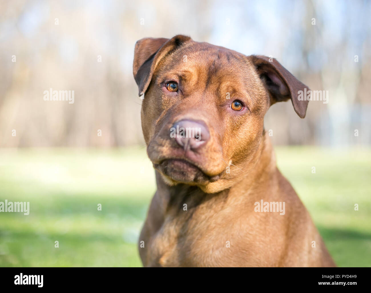 Un Labrador Retriever rouge / Terrier dog écoute avec une inclinaison de tête Banque D'Images