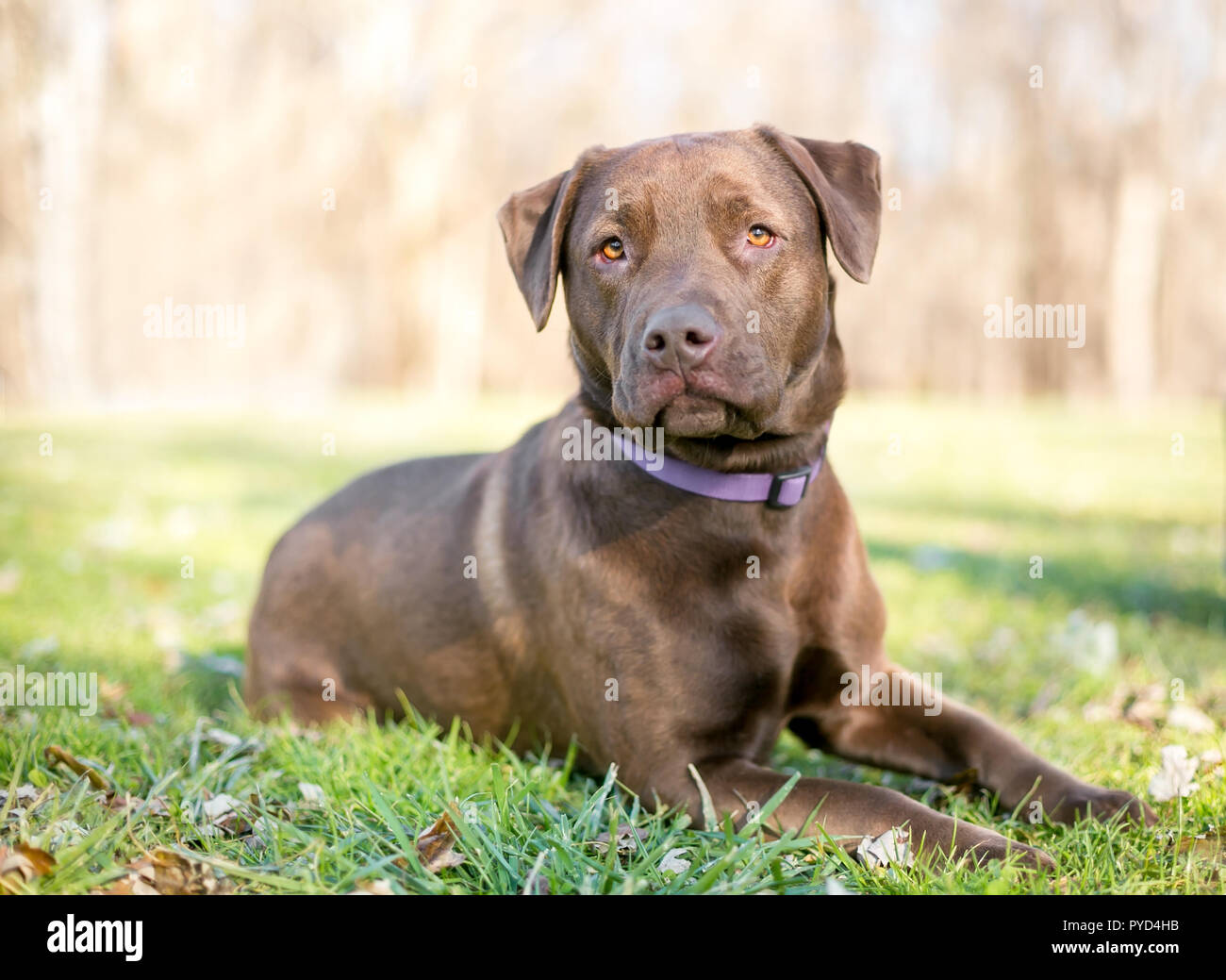 Un chien labrador retriever chocolat détente dans l'herbe Banque D'Images