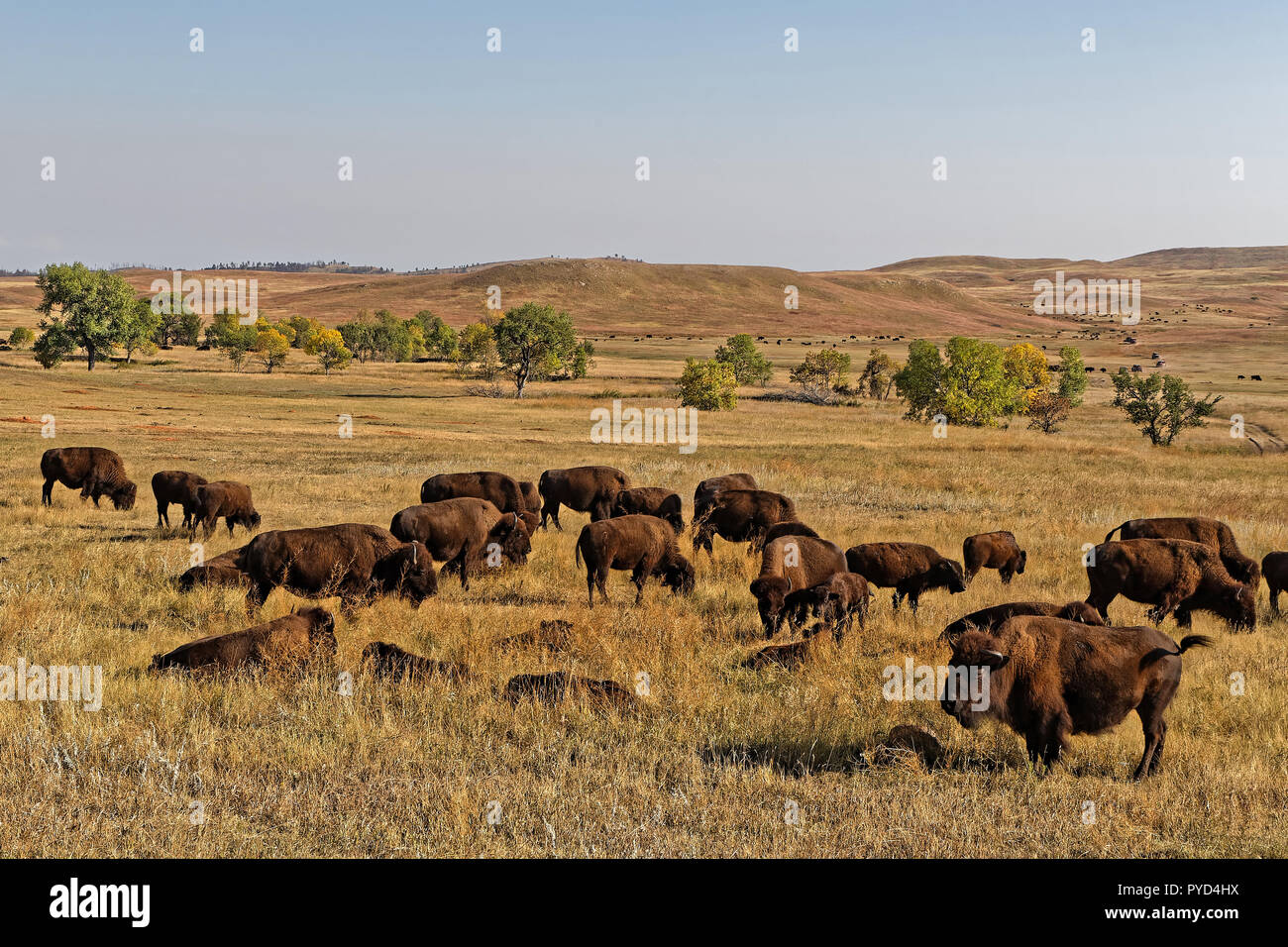 Dans un troupeau de buffles Custer Park paysage, Black Hills, Dakota du Sud Banque D'Images