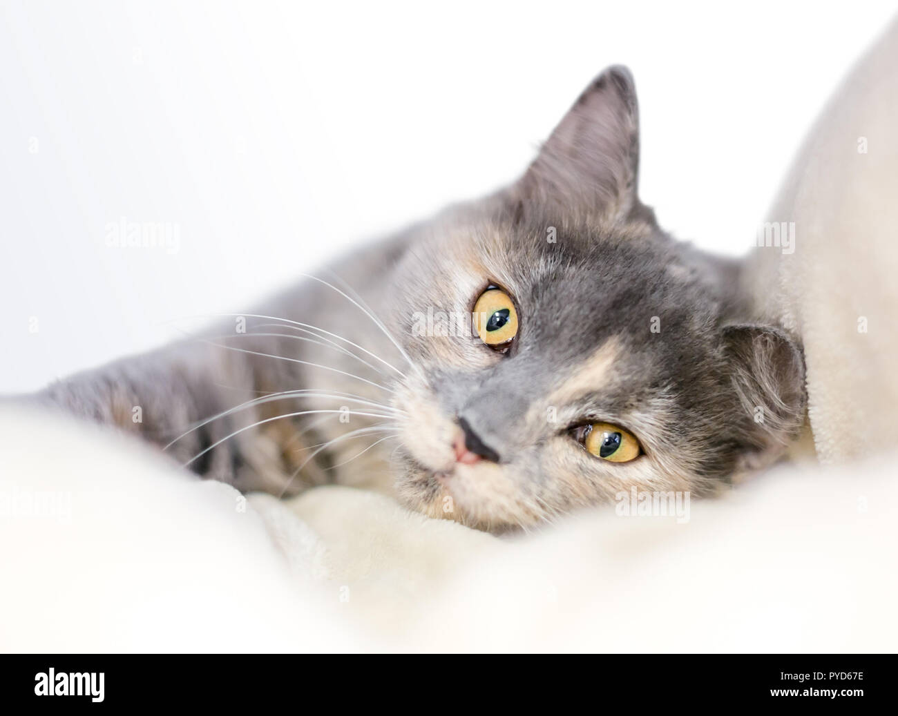 Diluer une écaille de chat avec des yeux jaunes se détendre sur une douce couverture Banque D'Images