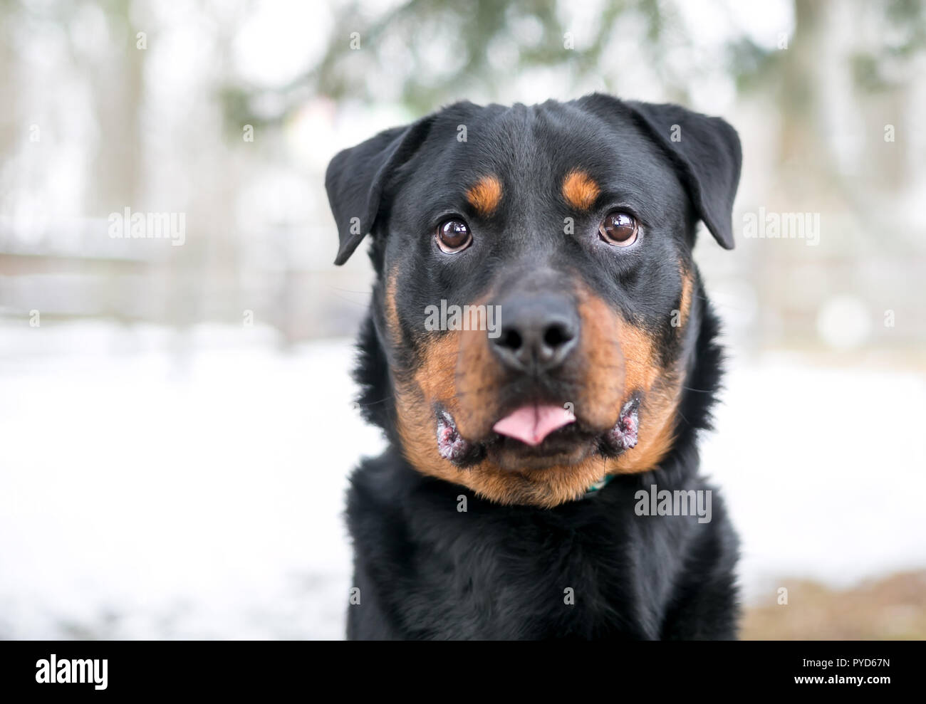 Un chien de race Rottweiler avec un drôle d'expression coller sa langue Banque D'Images