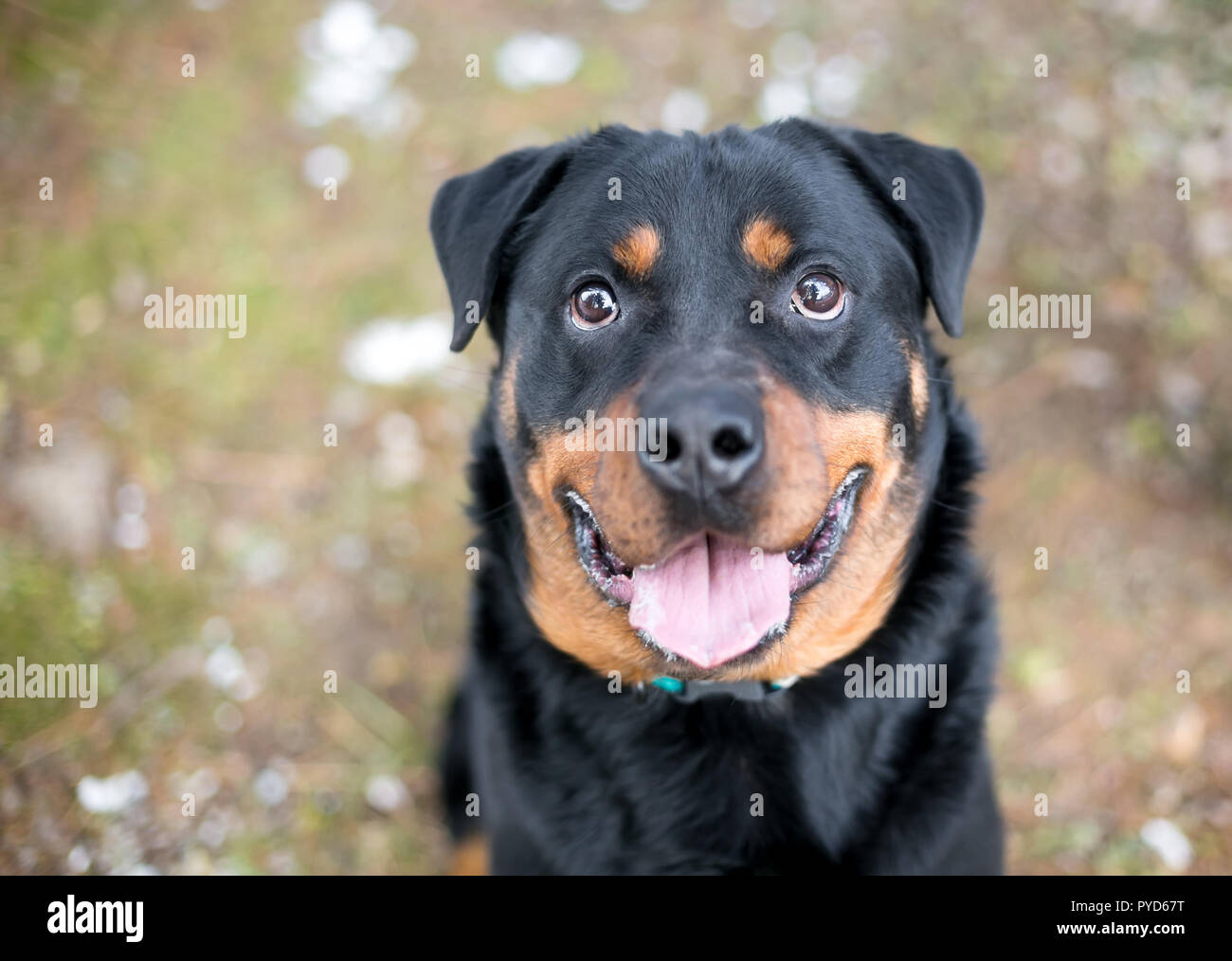 Un chien de race Rottweiler avec une expression heureuse jusqu'à l'appareil photo Banque D'Images