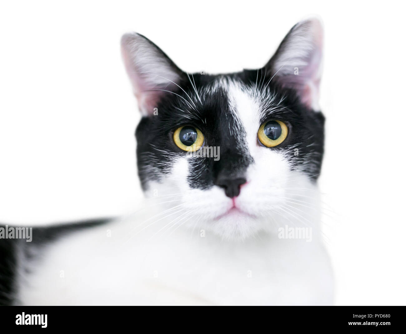 Un domestique noir et blanc shorthair chat avec des yeux jaunes et dilatées Banque D'Images