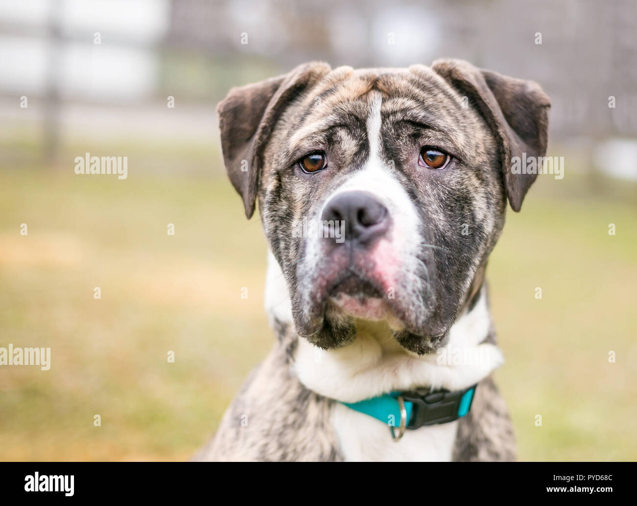 Un bringé et blanc American Bulldog dog Banque D'Images