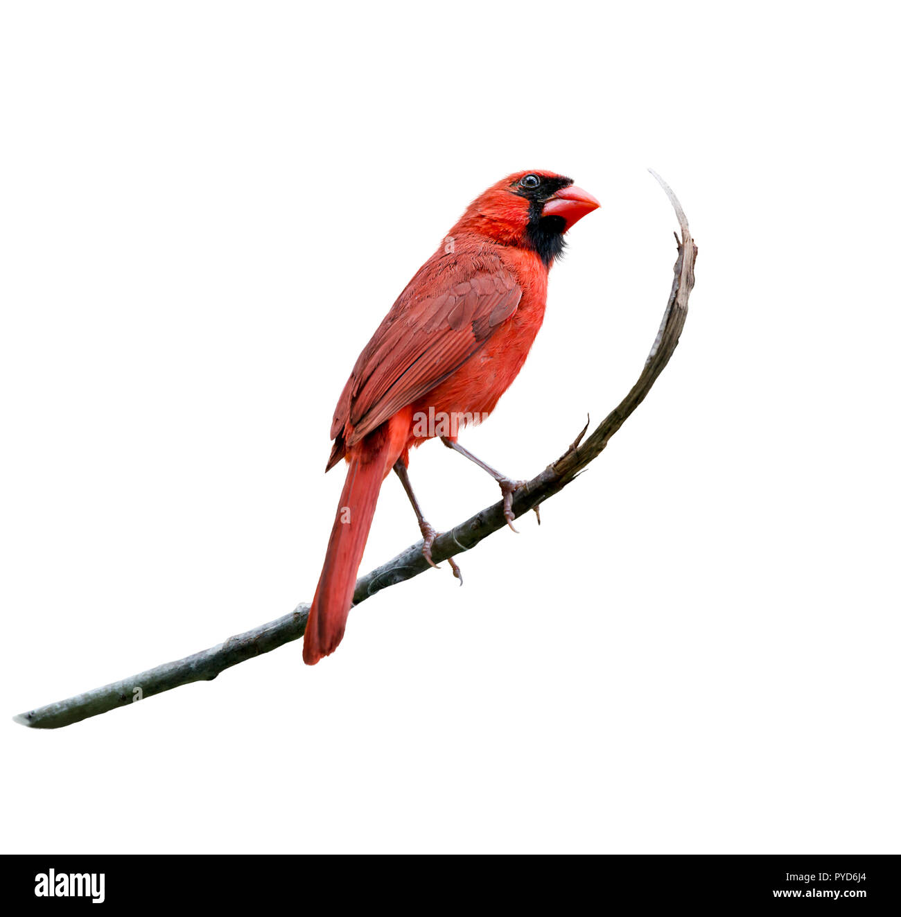 Le Cardinal rouge mâle isolé sur fond blanc Banque D'Images