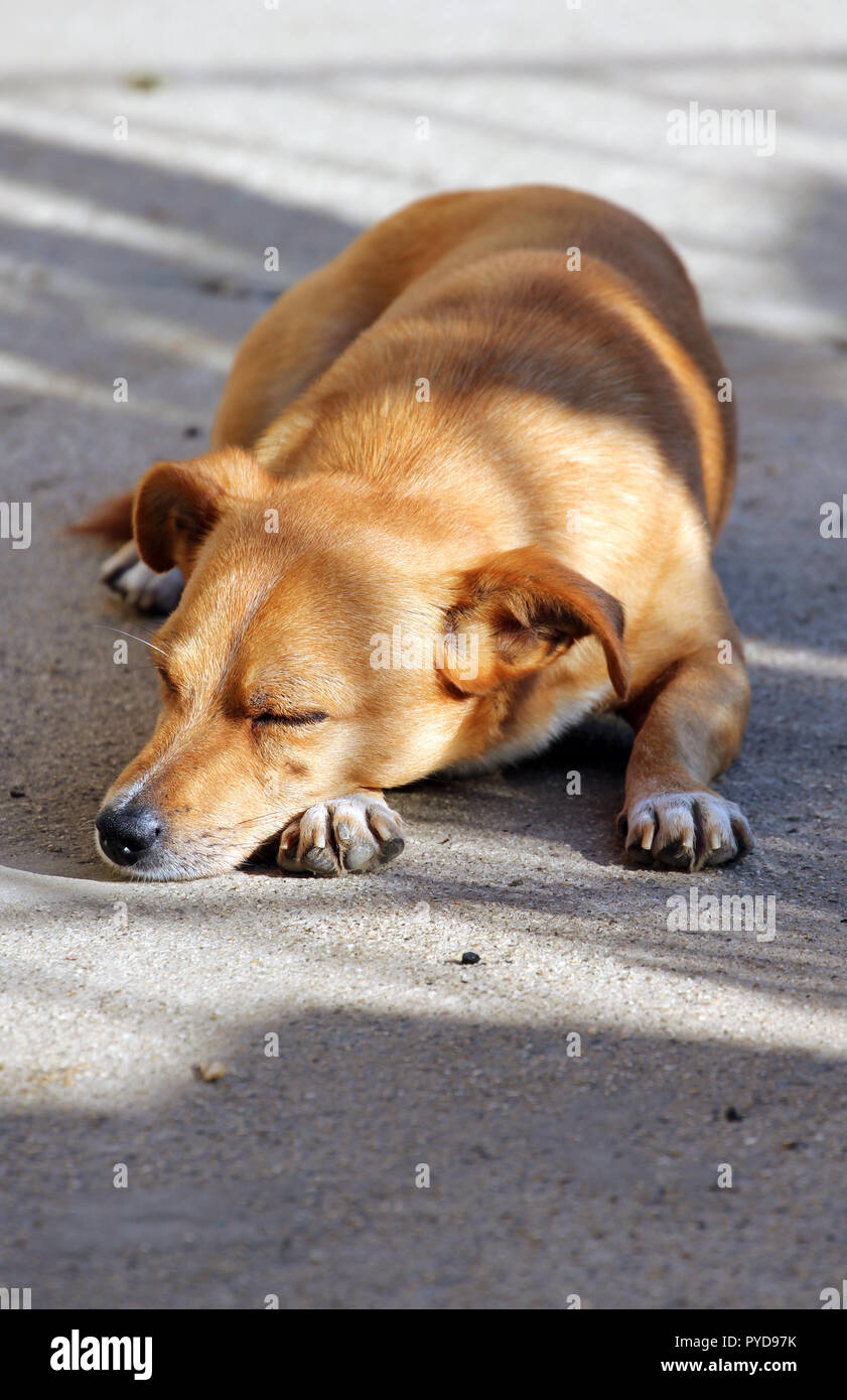 Chien de ferme Italie Banque D'Images
