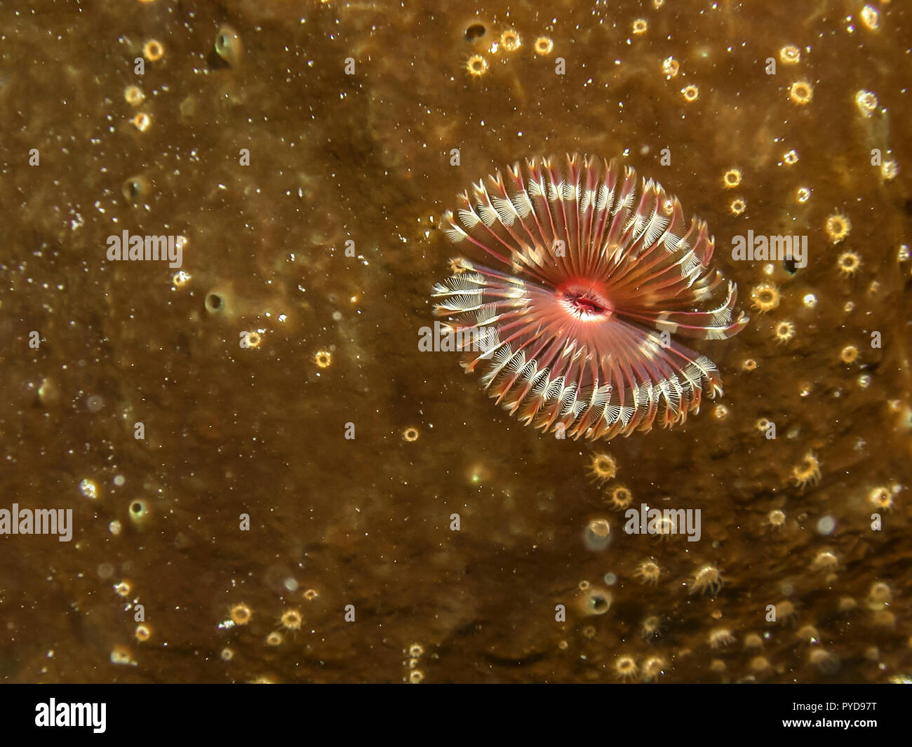Sabellidae plumeau,les vers sont une famille de polychètes marins sédentaires vers tube Banque D'Images