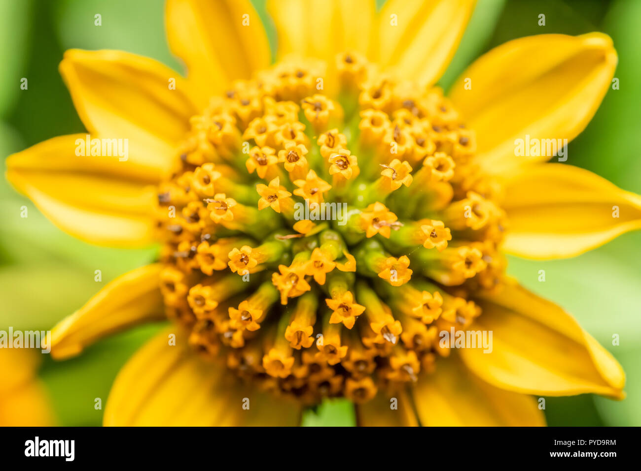 Fleur jaune Macro Pollen libre en été Banque D'Images