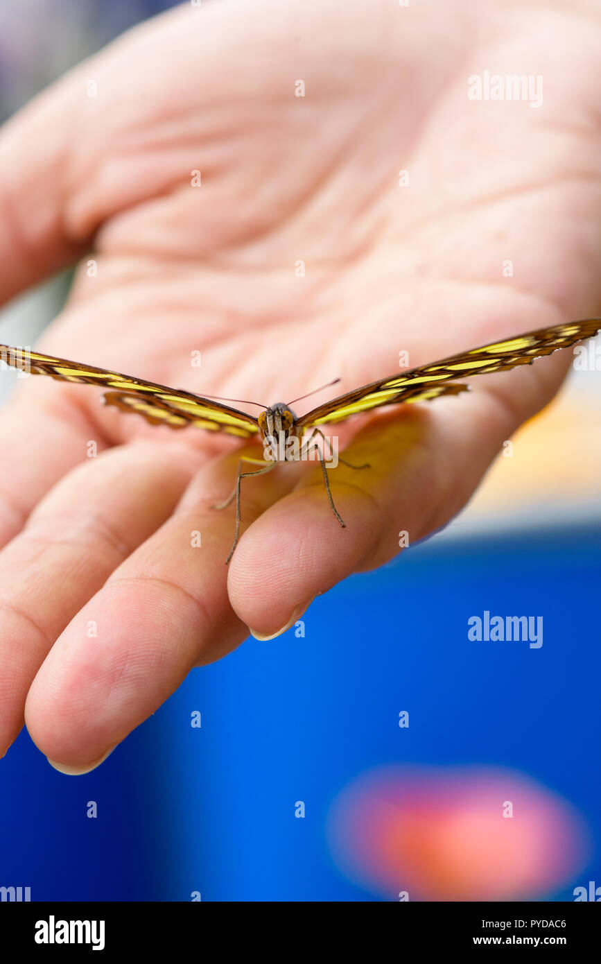 Siproeta Stelenes Malachite (butterlfy) sur place Banque D'Images