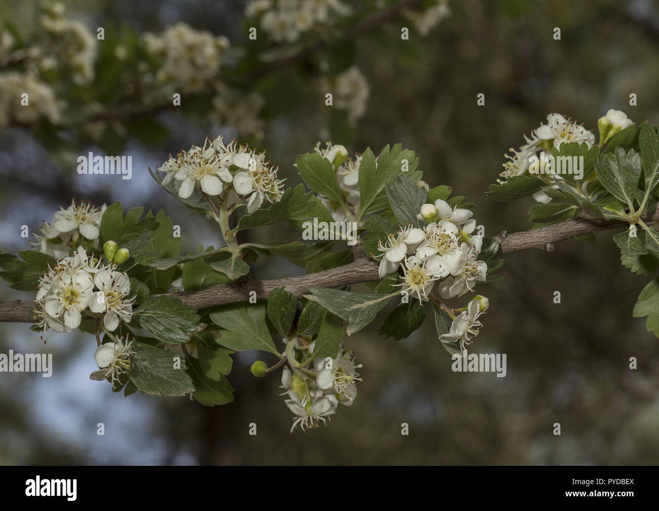 Azarole, Crataegus aronia, en fleurs au printemps. Rhodes Banque D'Images