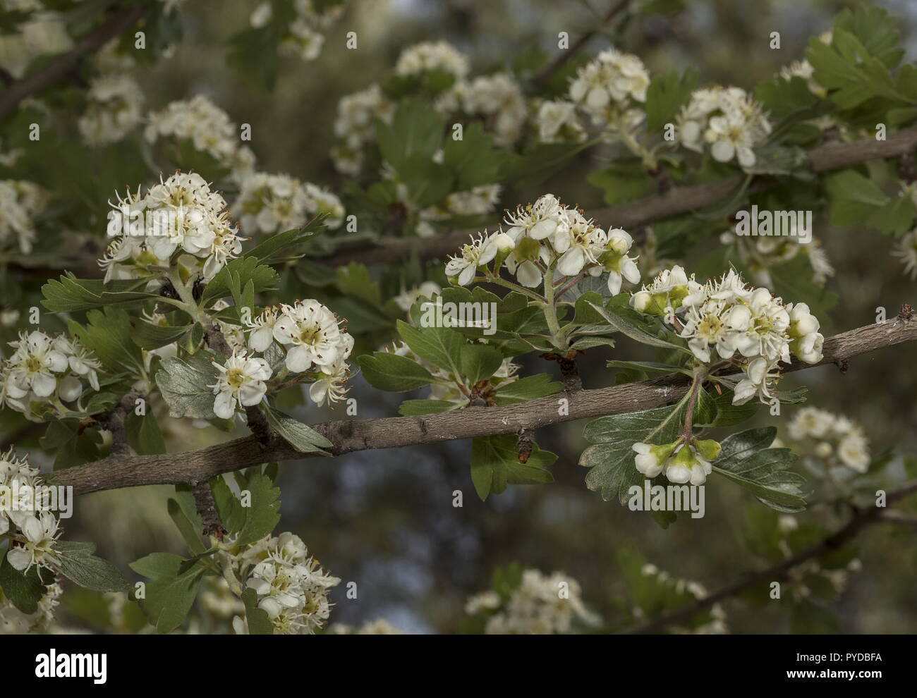 Azarole, Crataegus aronia, en fleurs au printemps. Rhodes Banque D'Images