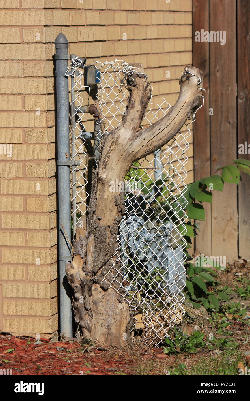 Réduire le tronc de l'arbre qui s'est développée autour d'une clôture à mailles de chaîne. Banque D'Images