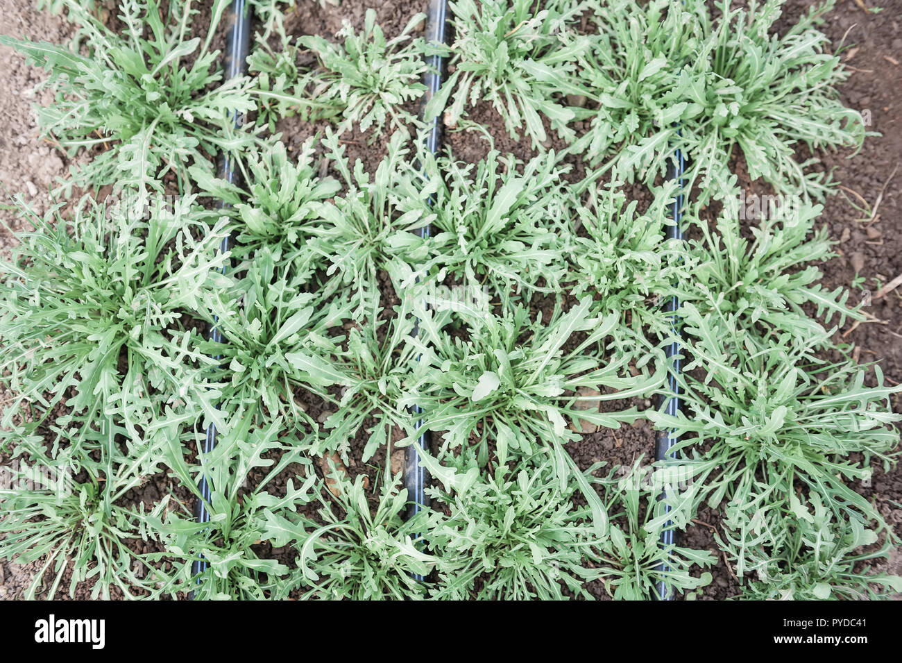 Vue de dessus de la roquette (Rocket) croissant dans la saleté avec lignes d'irrigation. Banque D'Images