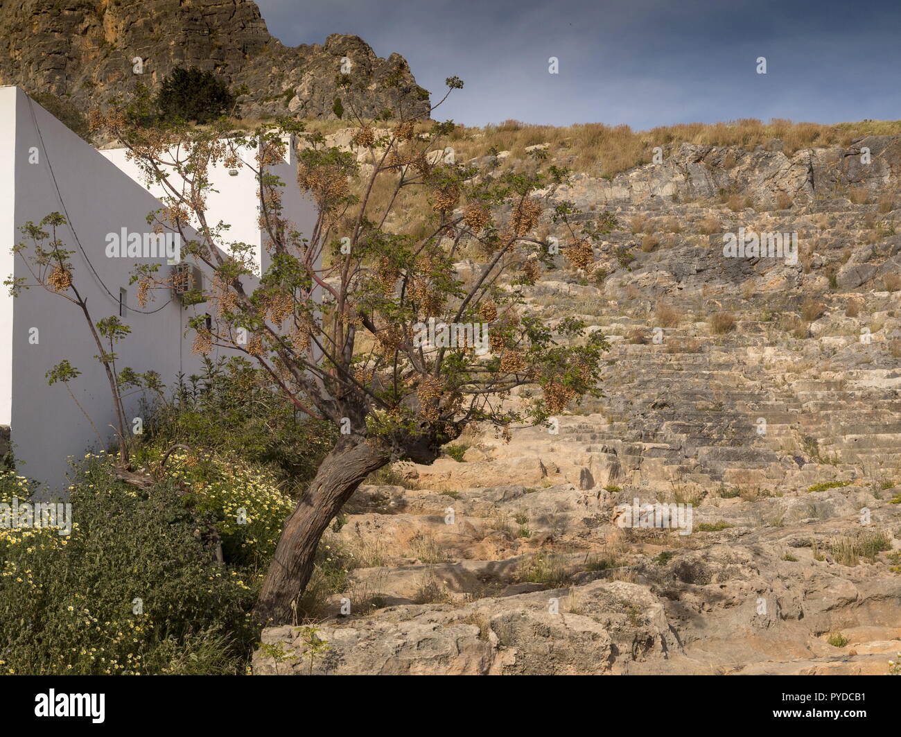 Melia azedarach, lilas de Perse en fruits, planté à Lindos, Rhodes. Banque D'Images