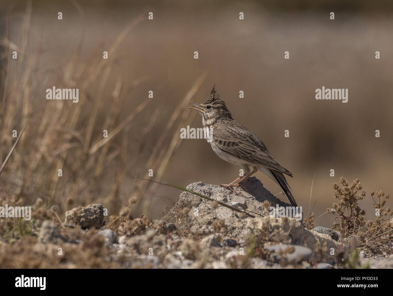 Chypre Crested Lark Galerida cristata cypriaca, côtière, sec à Rhodes. Banque D'Images
